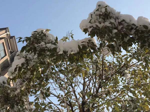 被告人家屬積極賠償能否作為應當型從輕處罰情節(jié)？上海刑事案件知名律師來回答